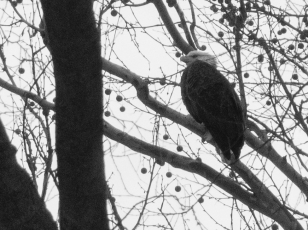 Eagle at Carrillon Park